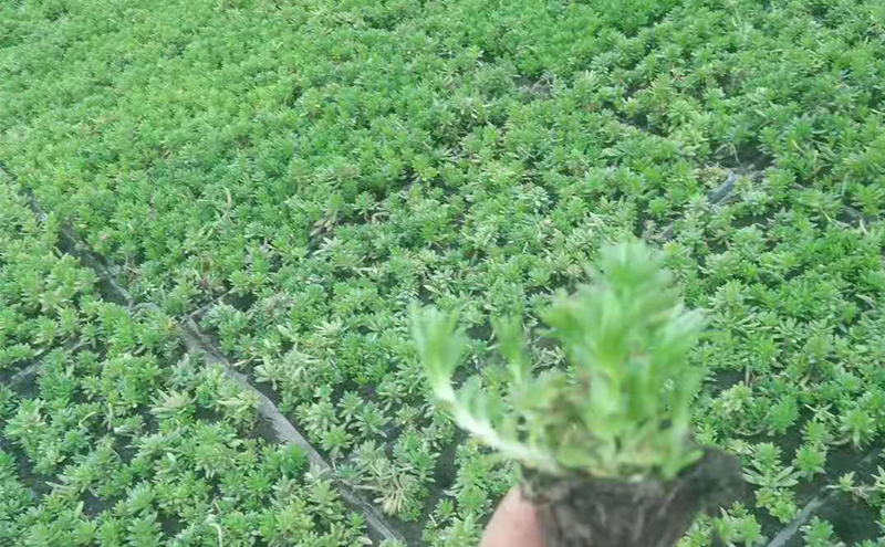 佛甲草種苗種植基地穴盤苗實拍圖