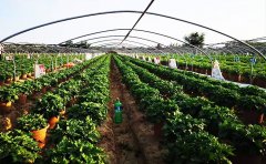 菊花種苗批發(fā)價格什么時候最低