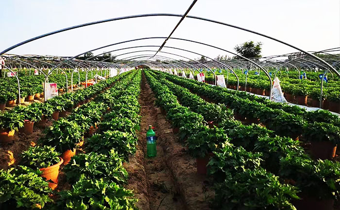 菊花種苗批發(fā)價格什么時候最低