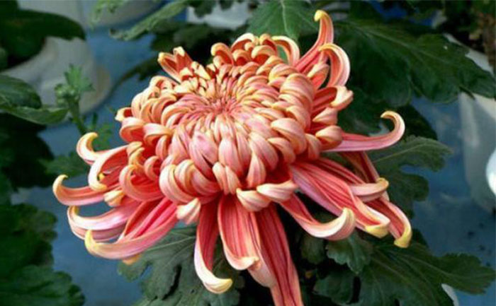 紅衣綠裳獨本菊