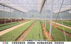 開封菊花種苗基地-觀賞菊花種苗批發(fā)價格