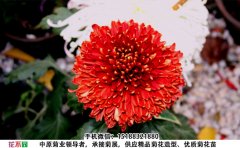 <b>觀賞菊花品種-天下一品菊花圖片</b>