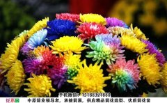 <b>觀賞菊花品種-七色炫彩菊</b>