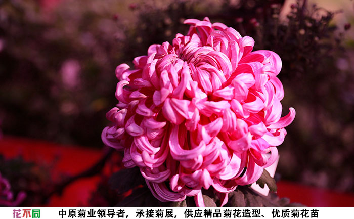 紫強(qiáng)大菊花單個(gè)大花實(shí)拍圖片
