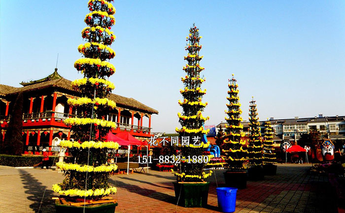 塔菊現(xiàn)場實拍圖