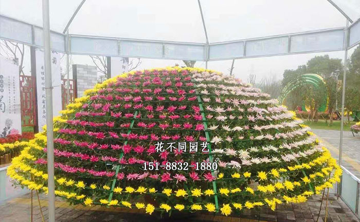 小立菊現(xiàn)場實拍圖