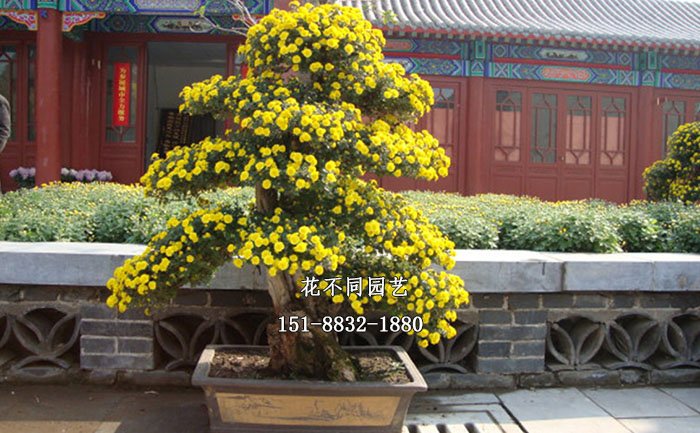 盆景菊現(xiàn)場實拍圖