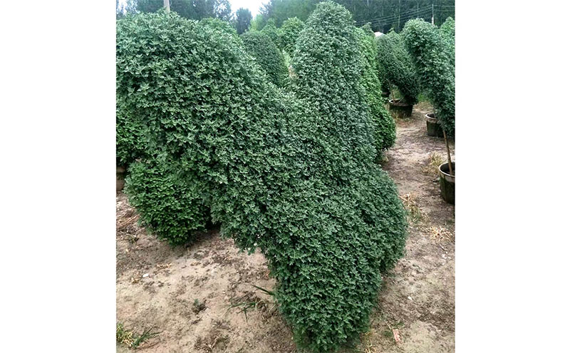 蝴蝶菊花造型現(xiàn)場實拍圖