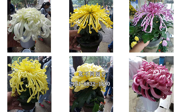 案頭菊實(shí)拍圖