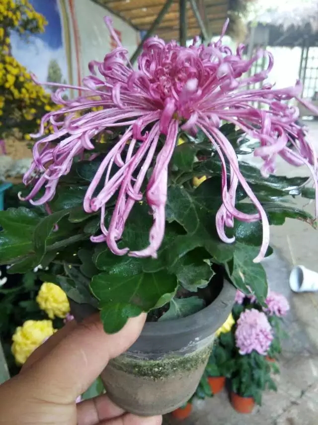 岸的赤星案頭菊實(shí)拍圖