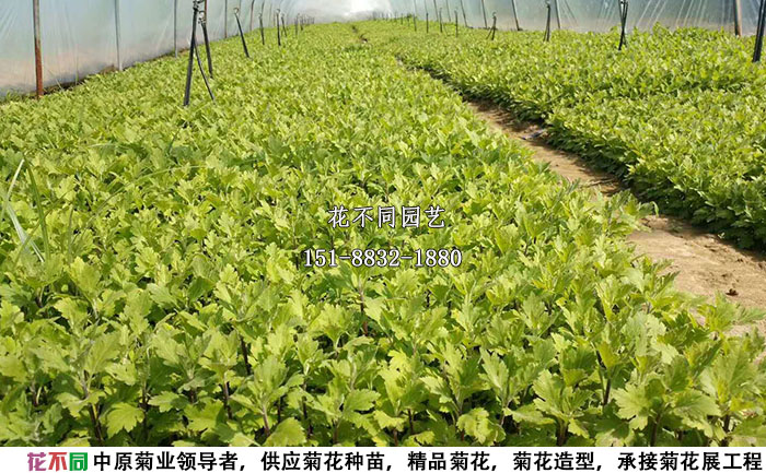 獨(dú)本菊種苗遠(yuǎn)景實(shí)拍圖