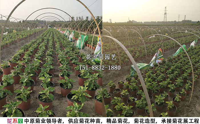 獨(dú)本菊品種基地實(shí)拍圖