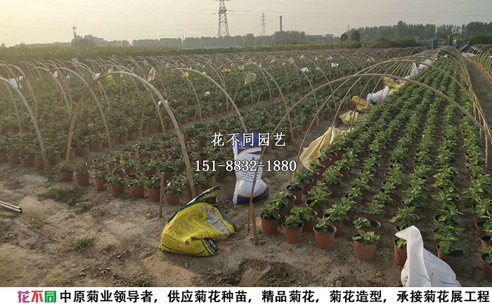 短日照處理中的獨(dú)本菊實(shí)拍圖