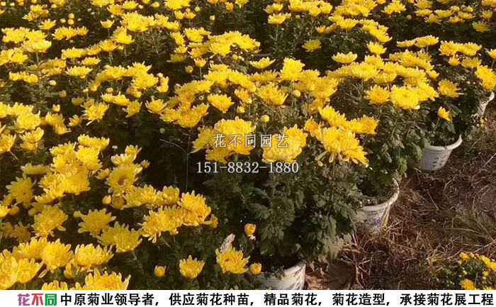 十月份的多頭菊實(shí)拍圖