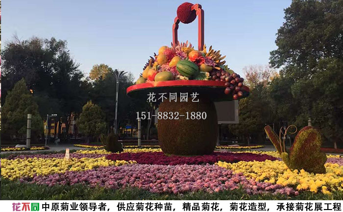 多頭菊再菊花展中的應(yīng)用案例