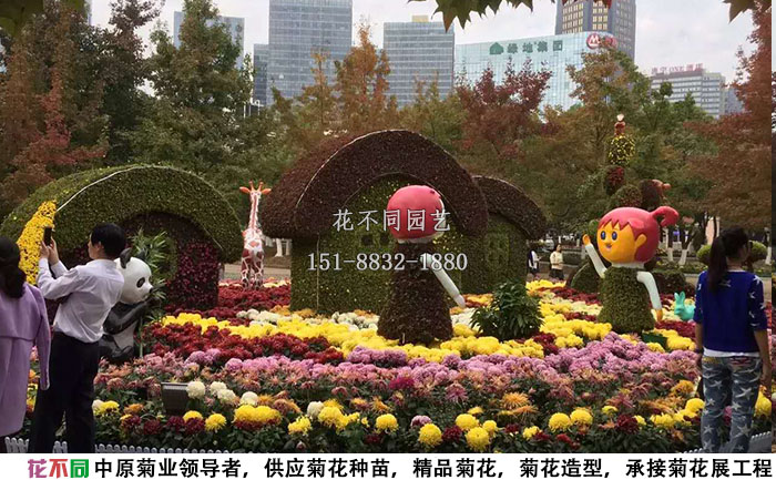 多頭菊再菊花展中的應(yīng)用案例