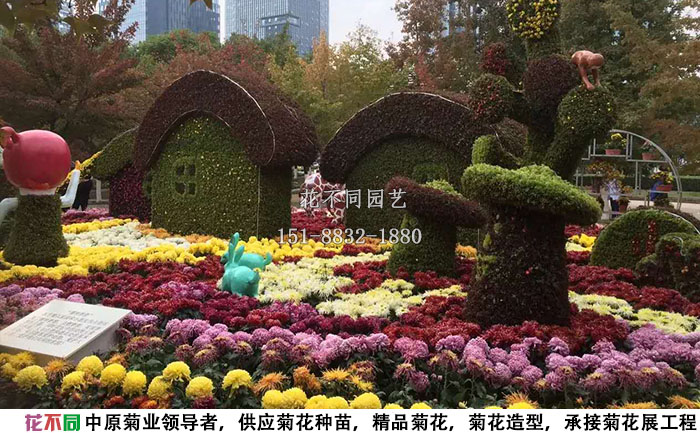 多頭菊再菊花展中的應(yīng)用案例