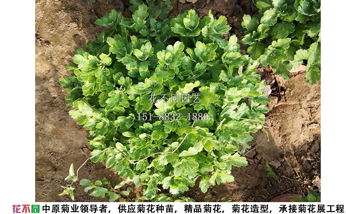 菊花種苗移栽到花盆內一個月的實拍圖