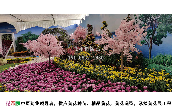 湖北菊花花會獨頭菊展區(qū)照片