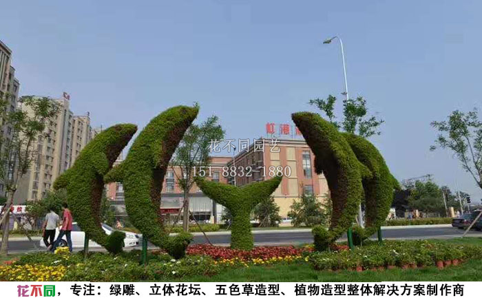 動(dòng)物綠雕造型-海豚現(xiàn)場實(shí)拍圖