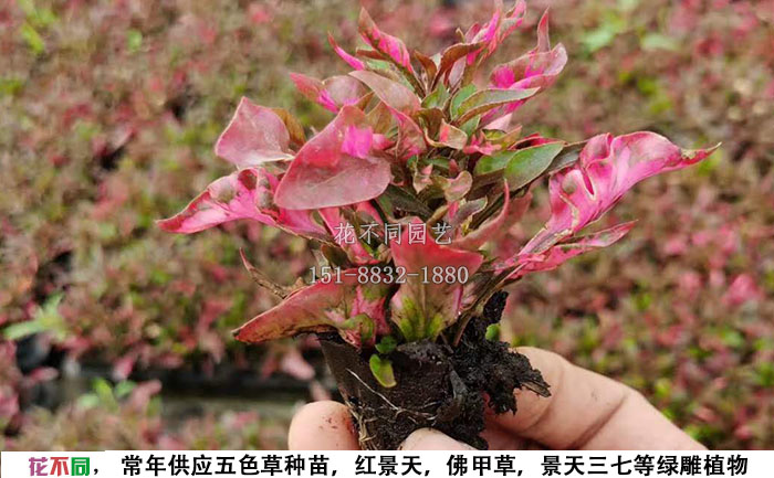 五色草紅草穴盤種苗圖片