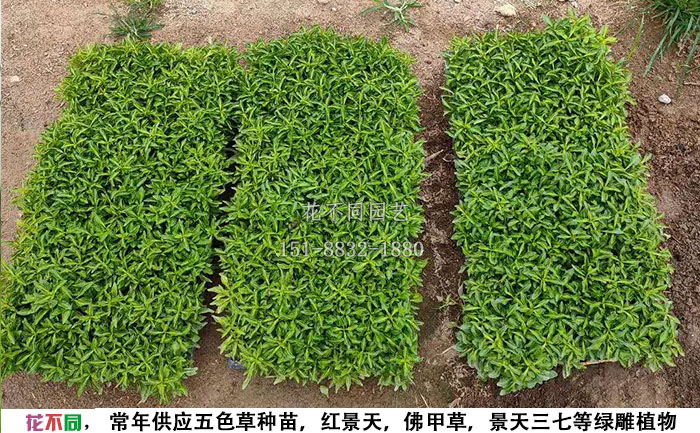 105穴五色草綠草穴盤種苗圖片