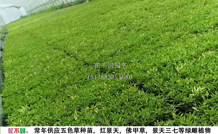 五色草穴盤苗基地實(shí)拍圖