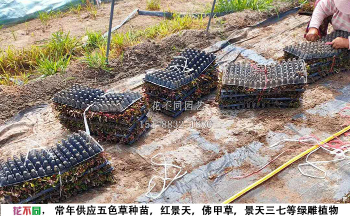 工人在打包五色草穴盤苗基地實(shí)拍圖