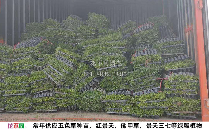 五色草穴盤苗基地-裝穴盤的卡車