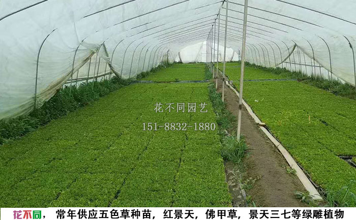 五色草穴盤苗基地-穴盤苗大棚實(shí)拍圖