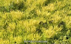 金葉佛甲草耐寒嗎？冬天會不會死？