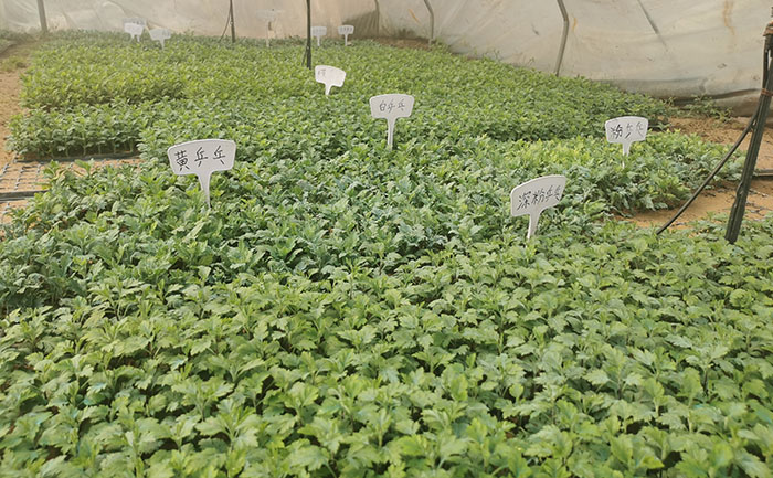 地栽菊花種苗實(shí)拍圖