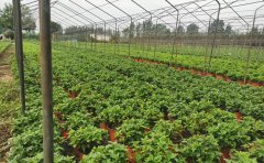 <b>中國最大菊花基地在哪</b>