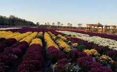 <b>河南菊花種植基地在哪里</b>