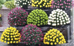 <b>乒乓菊菊花種植基地</b>