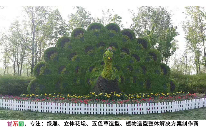 動(dòng)物景觀綠雕造型-孔雀現(xiàn)場實(shí)拍圖片