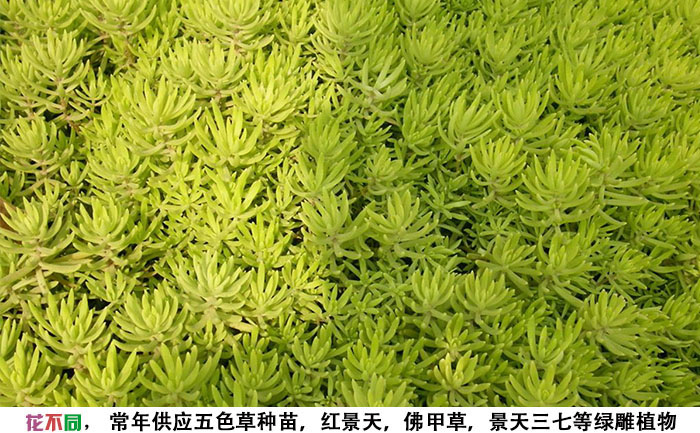 金葉佛甲草地栽種苗