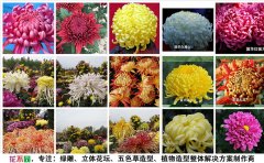 <b>菊花苗的品種與價(jià)格</b>