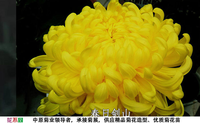 菊花苗的品種-春日見山