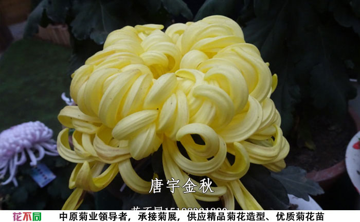 菊花苗的品種-唐宇金秋