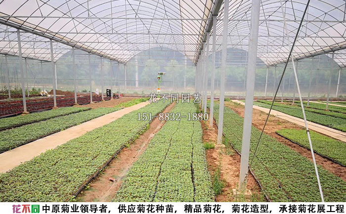 菊花種苗基地實(shí)拍圖