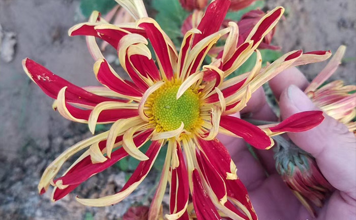 盆栽獨(dú)本菊文筆夕照實(shí)拍圖