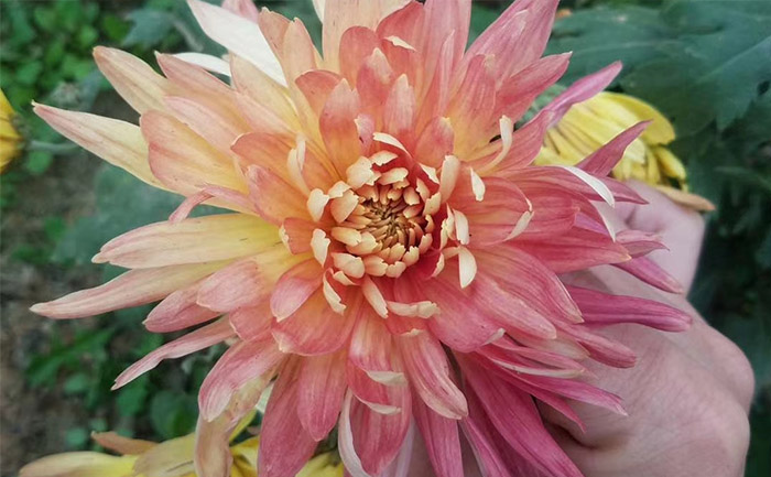 盆栽獨(dú)本菊彩蝶紛飛實(shí)拍圖