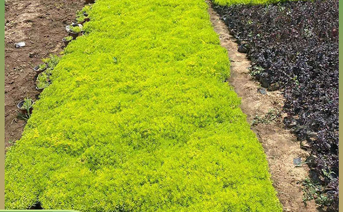 地栽佛甲草照片