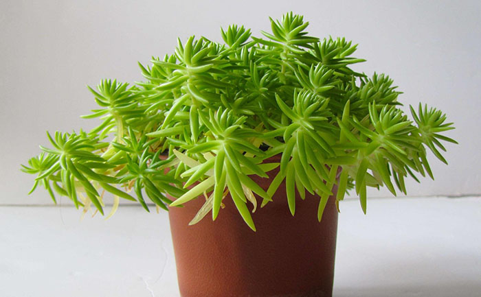 雙色盆佛甲草照片