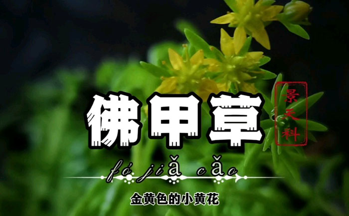 佛甲草藝術字