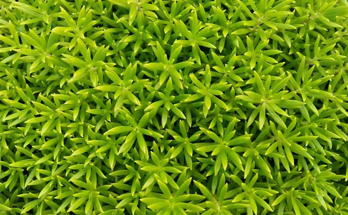 地栽佛甲草近景照片