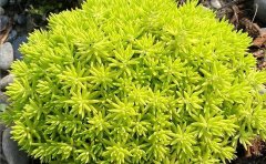 佛甲草的有哪些功效和作用