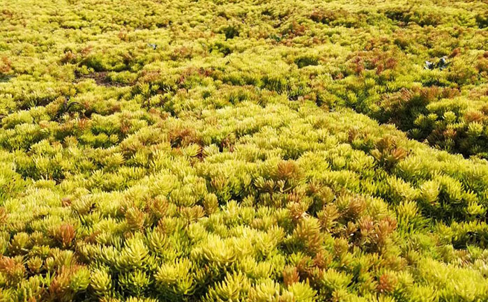 冬季的佛甲草照片