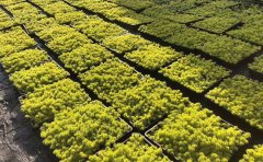 佛甲草在寒冷的冬天會(huì)不會(huì)凍死